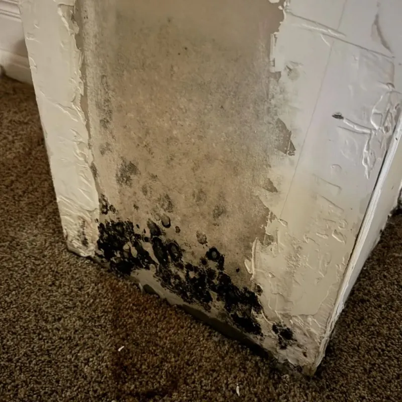 Professional Mold Removal in Sullivan, IN